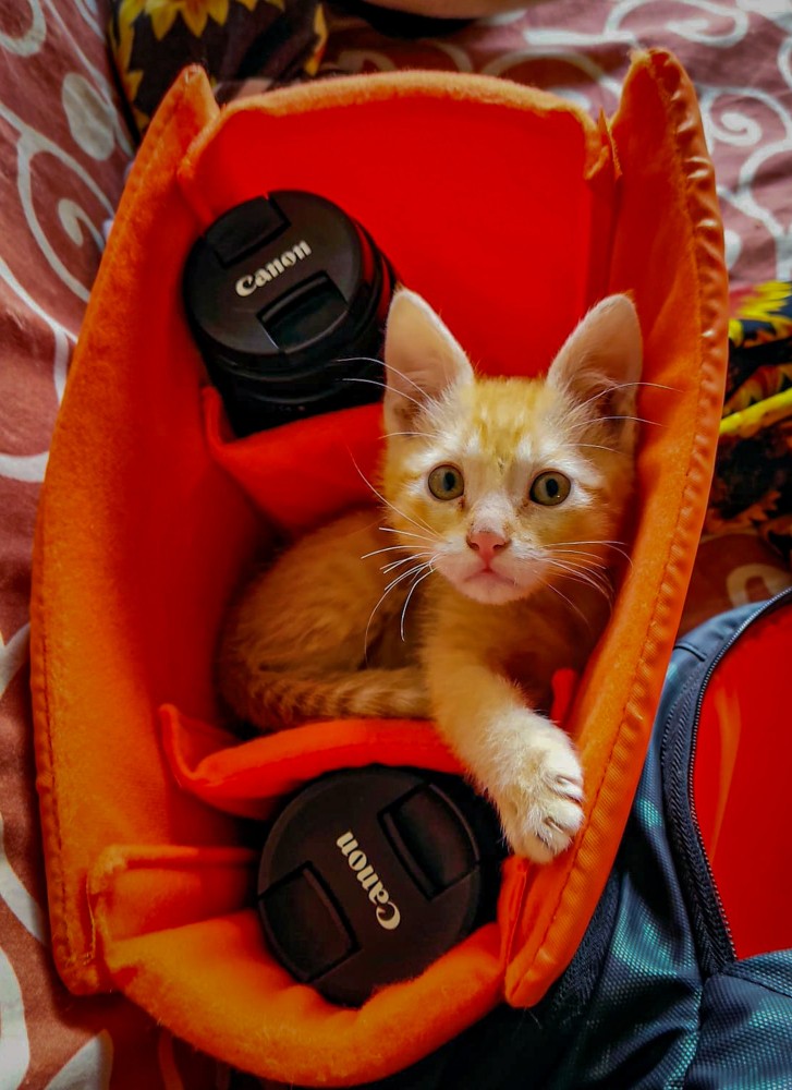 kot schował się w torbie
